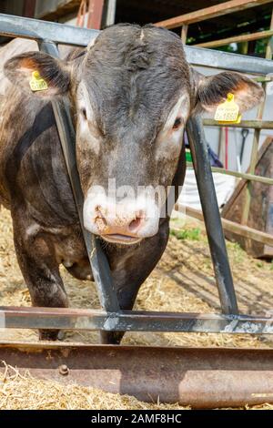 Herde of Bazadaise (Bos taurus) oder Grise de Bazas ist eine Fench-Rasse von Rinderrindern. England, Großbritannien Stockfoto