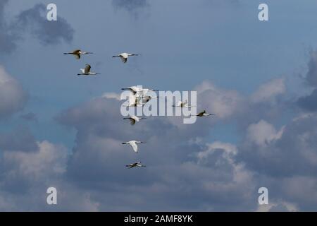 Eurasische Löffler-Platalea leucorodia Stockfoto