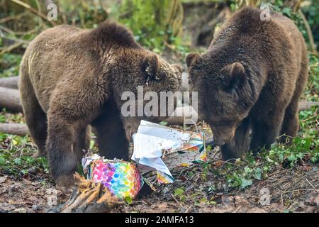 Die europäischen Braunbären feiern ihre Geburtstage und erhalten Geschenke und Leckereien im Wild Place Project des Bristol Zoos in South Gloucestershire, wo vier der Bären in Bear Wood innerhalb einer Woche ihre zweiten und dritten Geburtstage feiern. Stockfoto