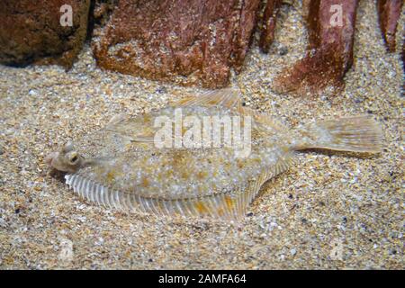 Plattfisch - pleuronectidä. Flache fische Festlegung unter dem Sand auf dem Meeresgrund, Camouflage auf dem Meeresgrund. Stockfoto