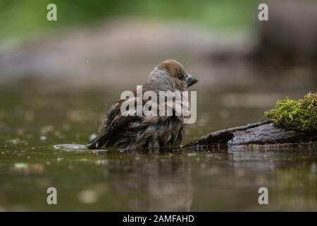 Hawfinch (Coccothraustes Coccothraustes), weibliches Waschen am Trinkbecken, Hortobágy Nationalpark, Ungarn Stockfoto