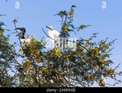 Heiliges Ibis-Vogel mit Küken im Mimosa-Baum in Montagu, Südafrika Stockfoto