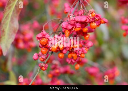 Euonymus europaeus 'Red Cascade' Spindelbaum zeigt im Herbst markante leuchtend rosafarbene Früchte und orangefarbene Samen. GROSSBRITANNIEN Stockfoto