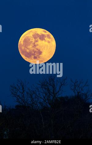 Der erste Vollmond im Januar wird oft Wolf Moon genannt, der hier am frühen Abend über Abington Park, Northampton, Großbritannien, aufsteigt. Stockfoto