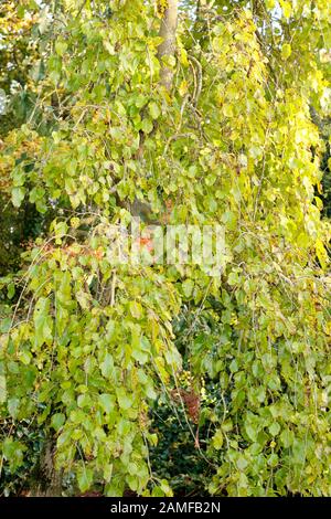 Morus alba 'Pendula'. Weinender weißer Maulbeerbaum im Spätsommer mit charakteristischer weinender Gewohnheit. GROSSBRITANNIEN Stockfoto