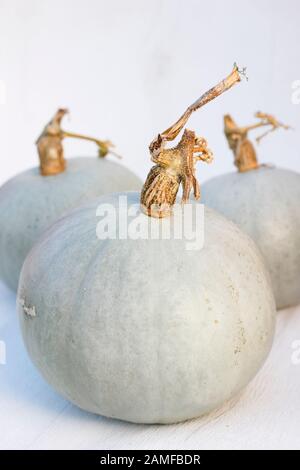 Cucurbita maxima 'Kronprinz' F1. Frisch geerntete, home Crown Prince squash angezeigte silbernen Blau haut gewachsen. Großbritannien Stockfoto