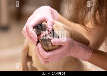 Tierarzt untersucht Zähne eines niedlichen Hundes auf unscharfem Backboard. Stockfoto