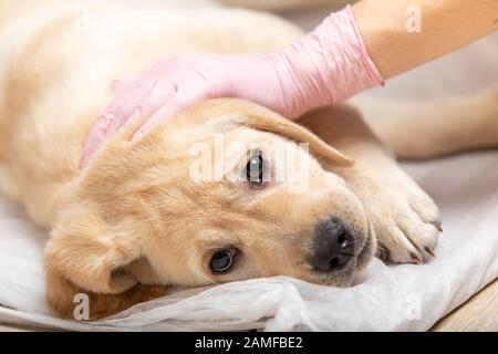 Labrador Retriever Welpe wird auf weißem Hintergrund geimpft. Stockfoto