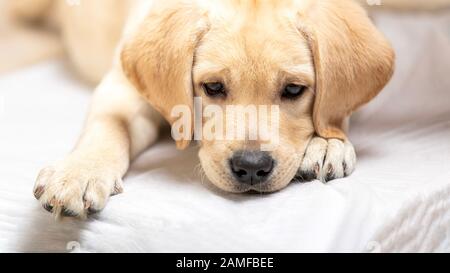 Nahaufnahme eines Labrador Welpen Hundes, der in den Armen des medizinischen Fachs ruht Stockfoto