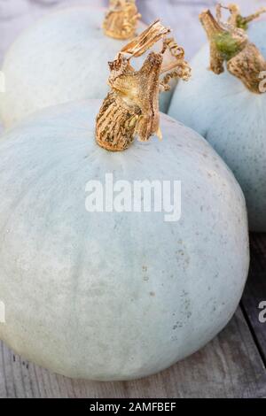 Cucurbita maxima 'Kronprinz' F1. Frisch geerntete, home Crown Prince squash angezeigte silbernen Blau haut gewachsen. Großbritannien Stockfoto