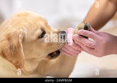 Süßer Labrador Welpenthund, der beim Tierarzt eine Binde auf der Pfote bekommt Stockfoto