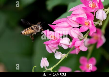 Makrofotografie der Honigbiene in der Nähe der Pinkblüten, Isoliert auf Dem Hintergrund Stockfoto