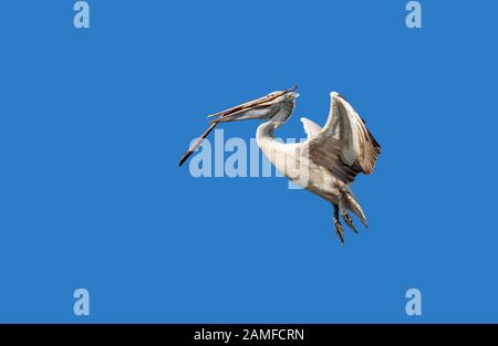 Nahaufnahme Von Pelican WURDE EIN Vogel, der mit einem Ast im Mund Flog, Isoliert auf dem Blue Sky mit Clipping Path Stockfoto