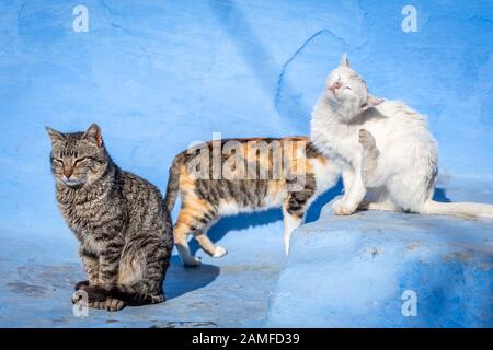 Süße Wildkatzen im blauen Hintergrund, Chefchaouen, Marokko Stockfoto