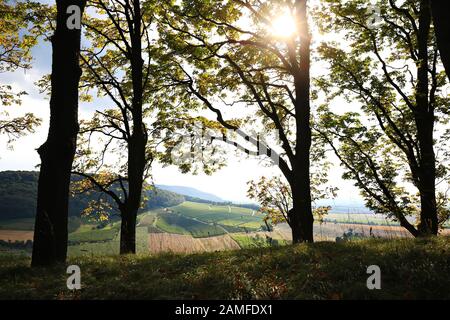 Weinberge in der Nähe von Castell in Unterfranken Stockfoto