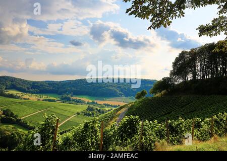 Weinberge in der Nähe von Castell in Unterfranken Stockfoto