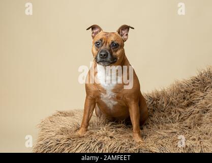 Staffordshire Bull Terrier Porträt, der Hund sitzt auf einem hellbraunen Fell und zeigt zur Kamera. Stockfoto