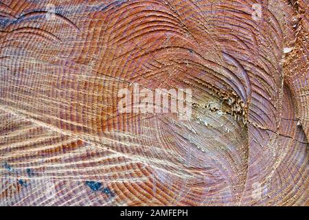 Querschnitt von Fichte und Lärchenholz. Nahaufnahme. Hintergrundtextur Stockfoto