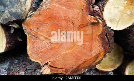 Querschnitt von Fichte und Lärchenholz. Nahaufnahme. Hintergrundtextur Stockfoto