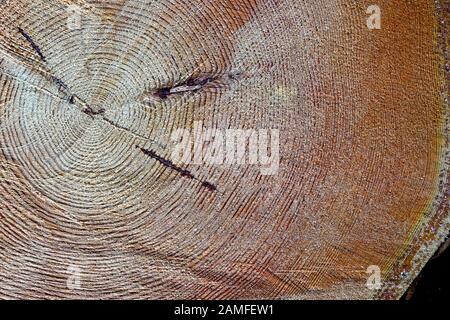 Querschnitt von Fichte und Lärchenholz. Nahaufnahme. Hintergrundtextur Stockfoto