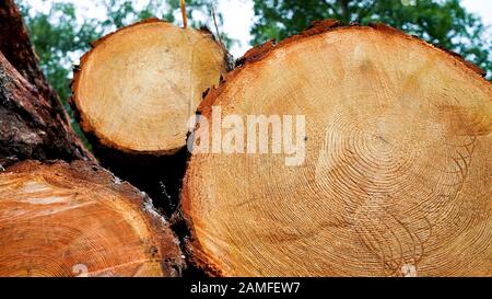 Querschnitt von Fichte und Lärchenholz. Nahaufnahme. Hintergrundtextur Stockfoto