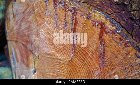 Querschnitt von Fichte und Lärchenholz. Nahaufnahme. Hintergrundtextur Stockfoto