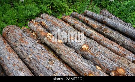 Große Holzstämme liegen in einem Haufen auf einem Grund von Grünwald. Kiefernholz, durch Holzfällerei vor dem Hintergrund des Waldes zerschnitten. Stockfoto