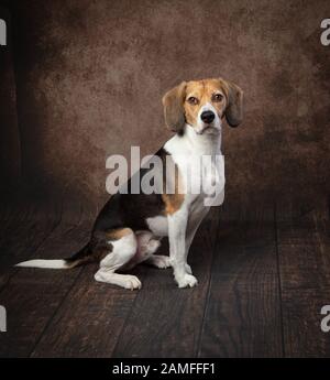 Beagle saß in stolzer Haltung vor einem satten braunen Studiohintergrund und beleuchtete mit professioneller Studiobeleuchtung. Stockfoto