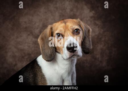 Studio-Porträt eines Beagle-Hundes, der direkt in die Kamera schaut und mit gestickten Augen ausgestattet ist Stockfoto