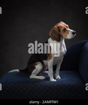 Seitliches Porträt eines Beagle-Hundes, der auf einer blauen Chaise sitzt und vor der Kamera in einem Studio vor einem satten braunen Hintergrund sitzt. Stockfoto