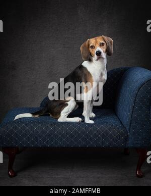 Beagle-Hund sitzt auf Chaise im Studio mit Studiobeleuchtung und einem satten braunen Hintergrund Stockfoto