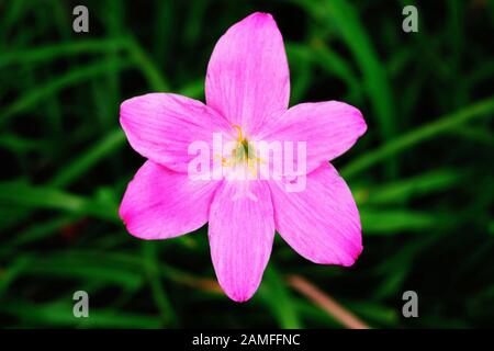 Rosa Regenlilie blüht im Garten Stockfoto