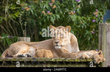 Nahaufnahme der asiatischen Löwin (Panthera leo persicus), die mit niedlichen Löwenkuppen im Freien bei Sonnenschein im Sommer liegt, im Gehege im Cotswold Wildlife Park, Großbritannien. Stockfoto