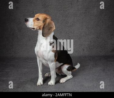 Beagle nach links vor grauem Studio-Hintergrund Stockfoto