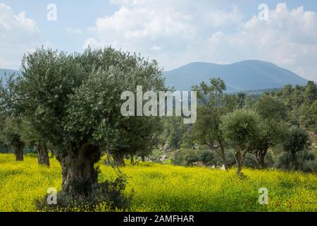 In Galiläa, Israel, Fotografierte Olivenbaumplantage Stockfoto