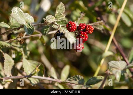 Himbeerbusch. Nahaufnahme der roten und schwarzen Speisefrucht. Fotografiert in Israel im Januar Stockfoto