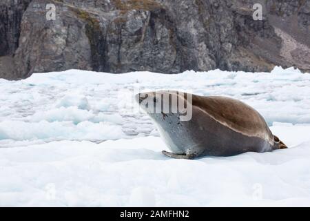 Crabeater-Siegel (Lobodon carcinophaga) auf einem Eisberg in der Antarktis. Crabeater-Robben sind nach dem Menschen das häufigste große Säugetier auf dem Planeten, mit einem Stockfoto