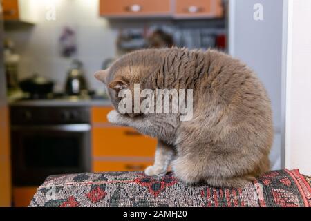 Flauschige schottische, gerade Katze, die sich zu Hause waschen kann Stockfoto