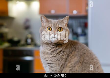 Die schottische, gerade Flieder- Katze sieht aus, aus nächster Nähe Stockfoto