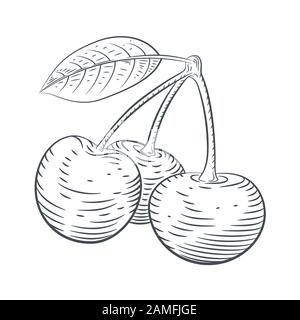 Vektordarstellung von Kirsche. Beeren in einem gravierten Stil Stock Vektor