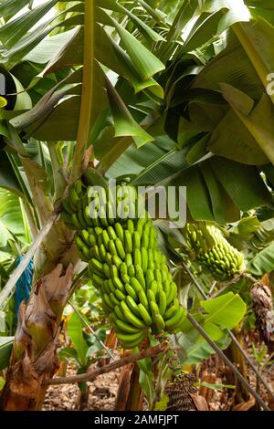 Bananenbäume mit grünen kanarenbanen in einem Gewächshaus auf der Insel tenera, Kanarische Inseln, Spanien. Stockfoto