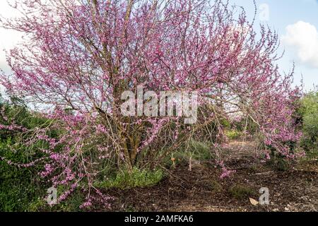 Das blühende Judas Tree Cercis Siliquastrum Fotografierte im Februar in Israel Stockfoto