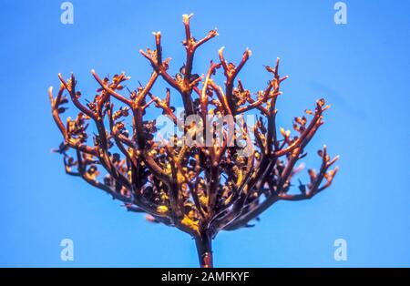 Rose von Jericho (oder Echte Rose von Jericho) Anastatica hierochuntica. Auf blauem Himmel Hintergrund. Fotografiert in Israel Stockfoto