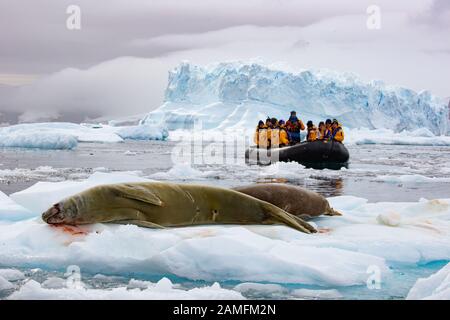 Crabeater-Siegel (Lobodon carcinophaga) auf einem Eisberg in der Antarktis. Crabeater-Robben sind nach dem Menschen das häufigste große Säugetier auf dem Planeten, mit einem Stockfoto