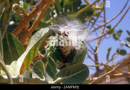 Calotropis procera ist eine blühende Pflanzenart in der Familie Apocynacene die reifen Samen werden durch Wind verteilt. Die grünen Früchte enthalten einen giftigen Mi Stockfoto