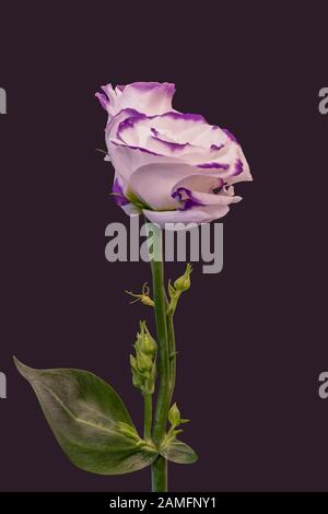 Violett weiß lisianthus Blüte Paar Makro, vintage feine Kunst Stillleben von Blüten, Knospen, Stamm, grüne Blätter, dunkel violetten Hintergrund Stockfoto