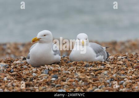 Erwachsene europäische Heringsmöwen (Larus argentatus) brüten an einem nassen, dumpfen Tag im Mai am Strand. England Großbritannien Stockfoto