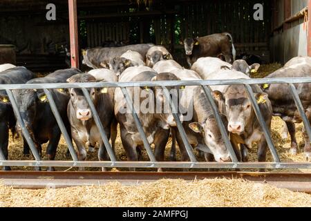 Herd of Bazadaise (Bos taurus) oder Grise de Bazas ist eine Fench-Rasse von Rinderfütterung, England, Großbritannien Stockfoto