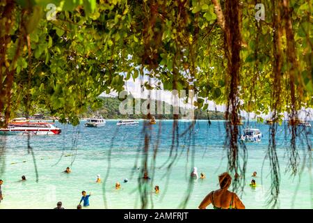 Ko Phi Phi - Thailand - 26. November 2019: Wurzeln eines tropischen Baums, der in der Nähe des Strandes auf Phi Phi Island hängt. Stockfoto