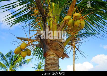 Grüne junge Kokosnüsse wachsen auf einer Palme Stockfoto